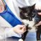 The Pros and Cons of Becoming a Vet Tech