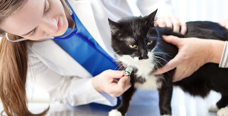 The Pros and Cons of Becoming a Vet Tech
