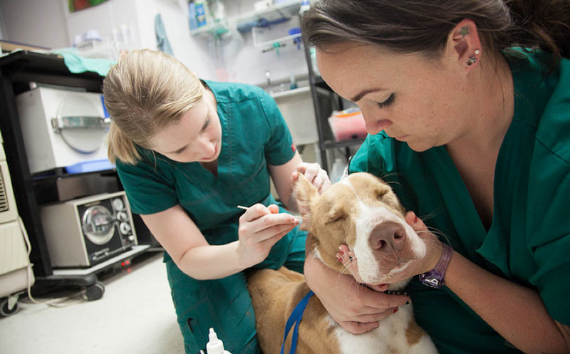 Who Should Become a Veterinary Tech?