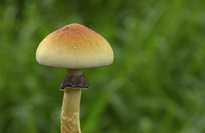 How To Grow Golden Teacher Mushrooms: A Comprehensive Guide