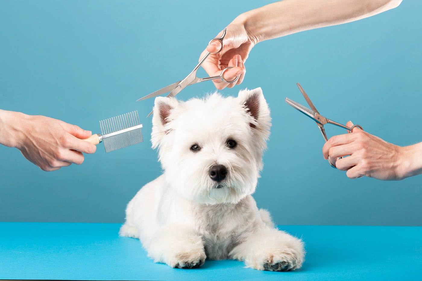 Grooming for Health: How Regular Maintenance Can Prevent Common Ailments